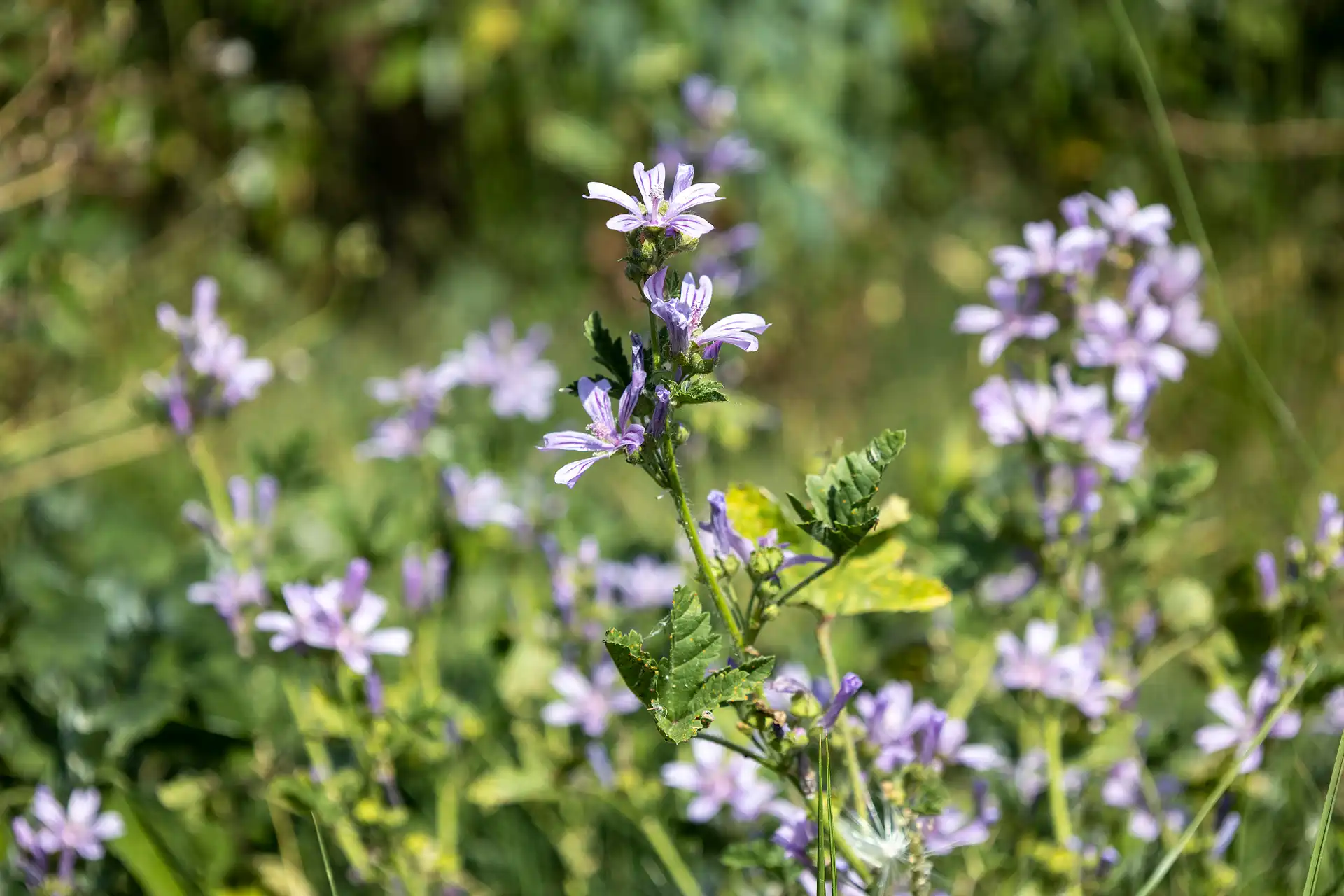 Flor morada