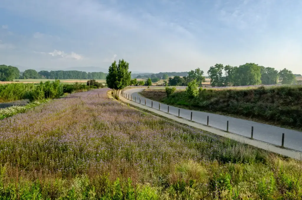 Carretera envoltades de camp verd i arbres