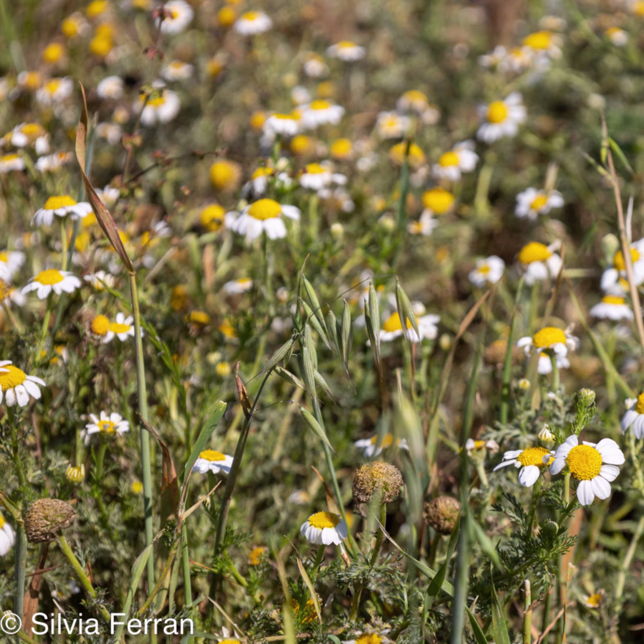 plantes remeires de Gallecs